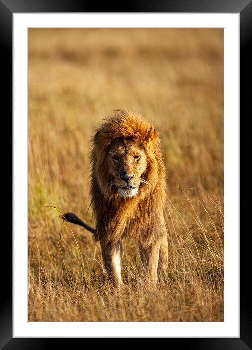 Lion Framed Mounted Print by Steve Smith