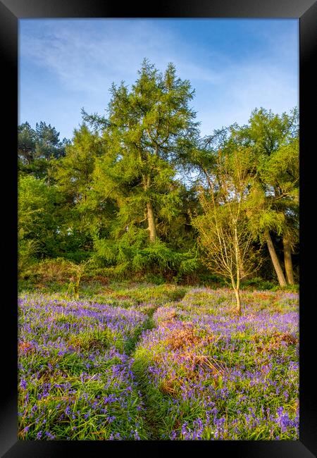 Enchanting Newton Woods near Roseberry Topping Framed Print by Steve Smith