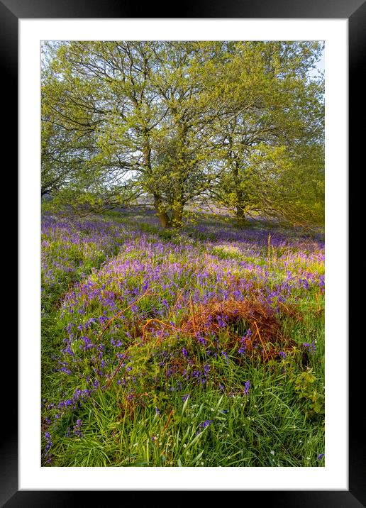 Enchanting Newton Woods & Roseberry Topping Framed Mounted Print by Steve Smith