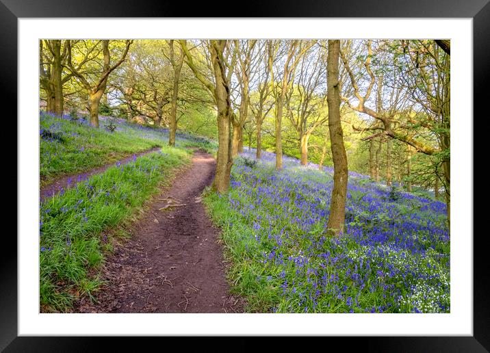Tranquil Escape to North Yorkshire's Newton Woods Framed Mounted Print by Steve Smith