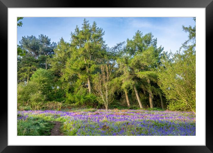 Discover the Magic of Newton Woods Framed Mounted Print by Steve Smith