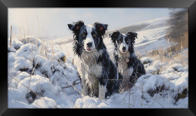 Border Collies In Winter Framed Print by Steve Smith