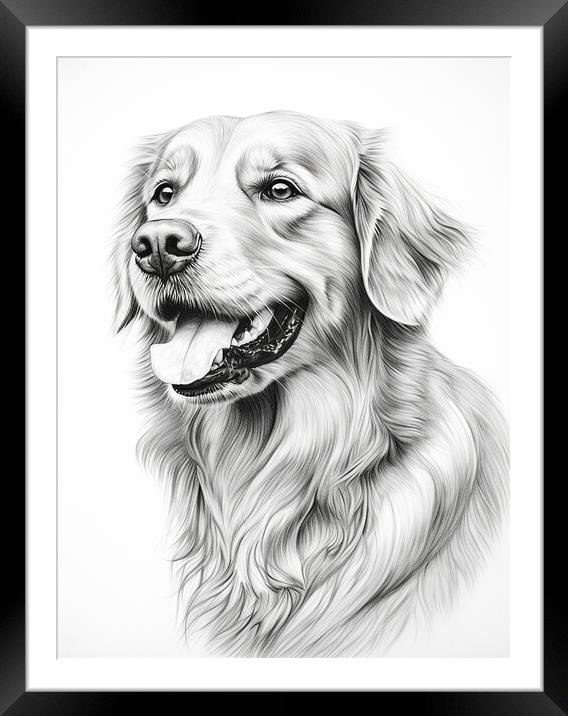 Pencil Drawing Golden Retriever Framed Mounted Print by Steve Smith