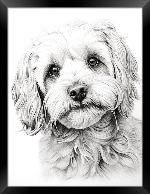 Pencil Drawing Cockapoo Framed Print by Steve Smith