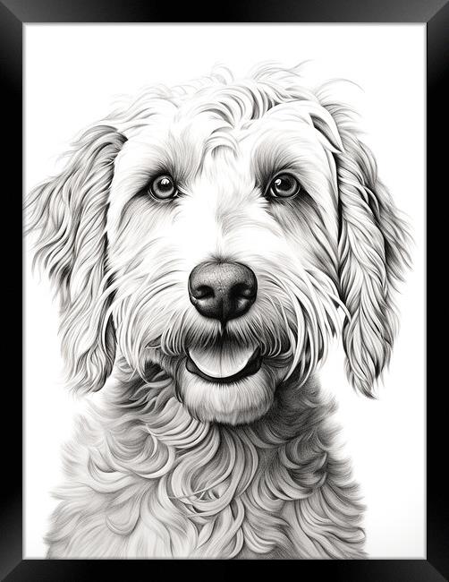 Pencil Drawing Labradoodle Framed Print by Steve Smith