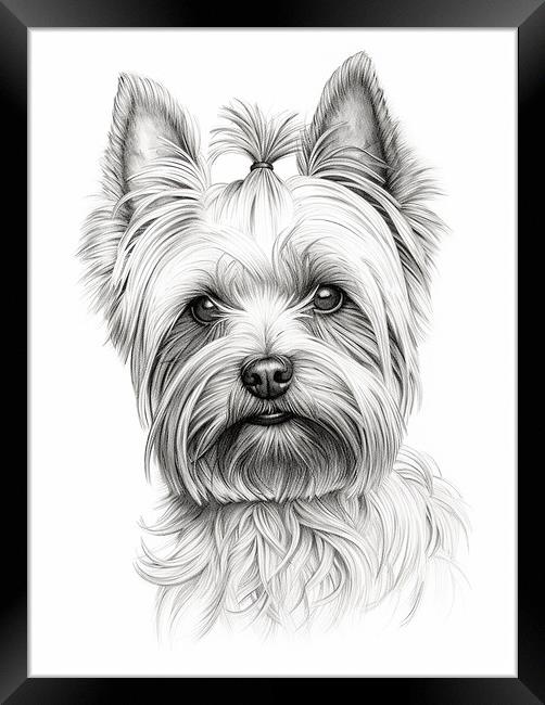 Pencil Drawing Yorkshire Terrier Framed Print by Steve Smith