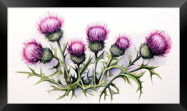 Watercolour Scottish Thistles Framed Print by Steve Smith