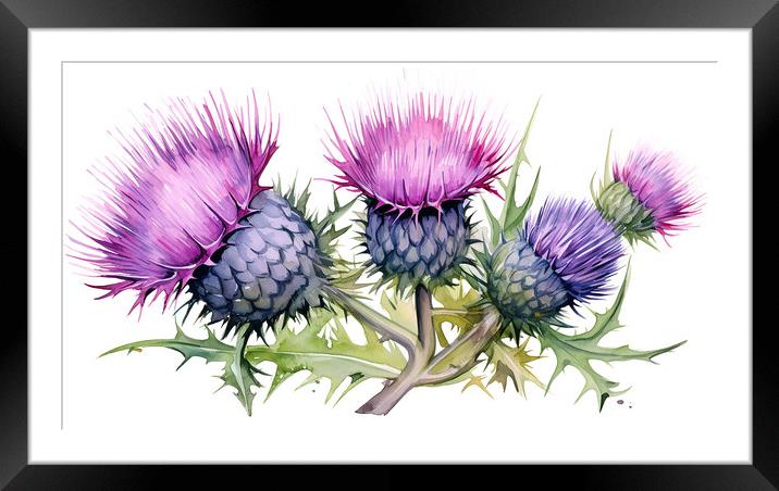 Watercolour Scottish Thistles Framed Mounted Print by Steve Smith