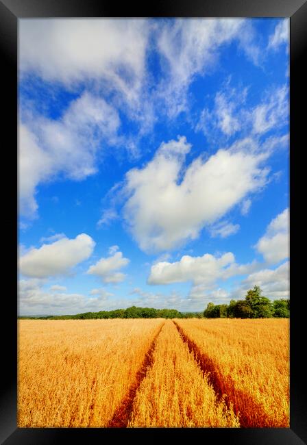 Tiddington Wheat Field Framed Print by Steve Smith