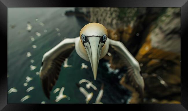 Gannet In Flight Framed Print by Steve Smith