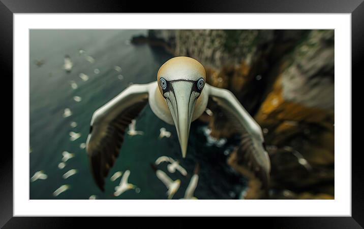 Gannet In Flight Framed Mounted Print by Steve Smith