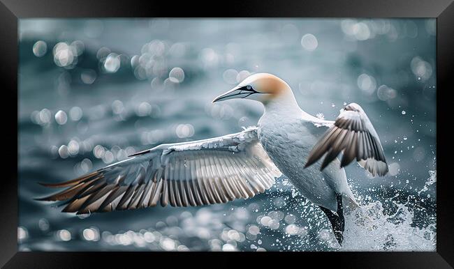 Gannet In Flight Framed Print by Steve Smith