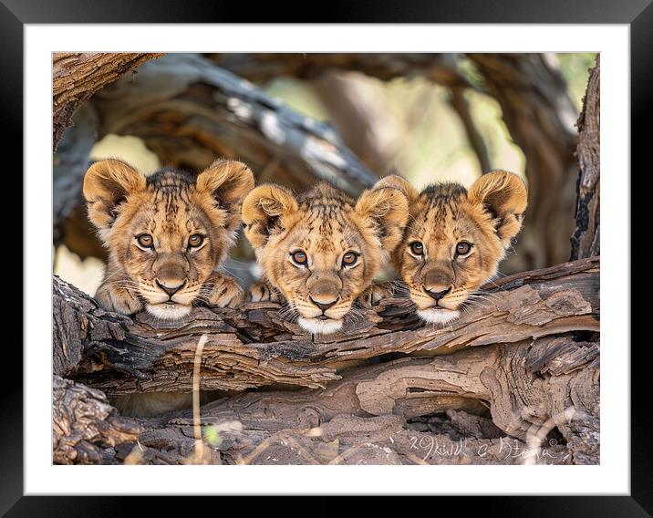 Lion Cubs Framed Mounted Print by Steve Smith