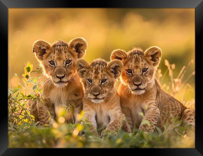 Lion Cubs Framed Print by Steve Smith