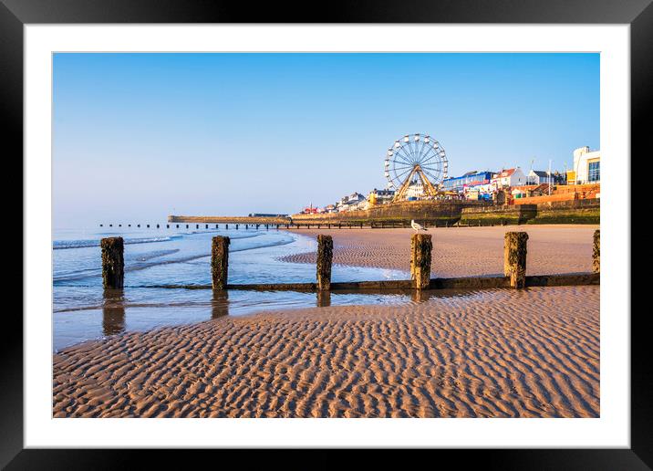 Seagull at Bridlington North Beach Framed Mounted Print by Tim Hill