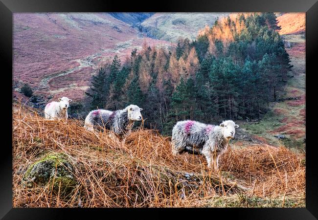 Herdwick Sheep Grazing in the Great Langdale Valle Framed Print by Tim Hill