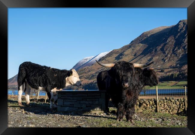 Majestic Highland Cattle Grazing Framed Print by Tim Hill