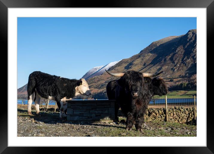 Majestic Highland Cattle Grazing Framed Mounted Print by Tim Hill