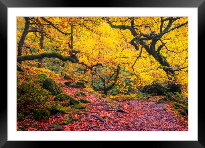 Enchanting Autumn Wonderland Framed Mounted Print by Tim Hill