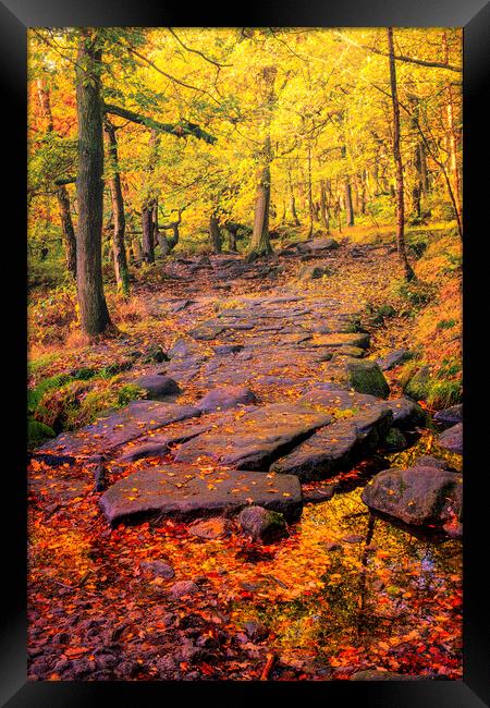 Enchanting Autumn Woods Framed Print by Tim Hill