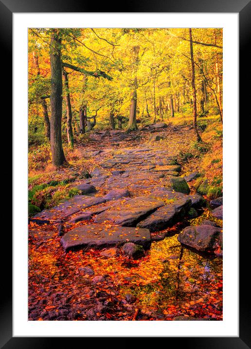 Enchanting Autumn Woods Framed Mounted Print by Tim Hill