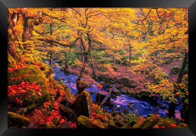 Captivating Autumnal Beauty Framed Print by Tim Hill