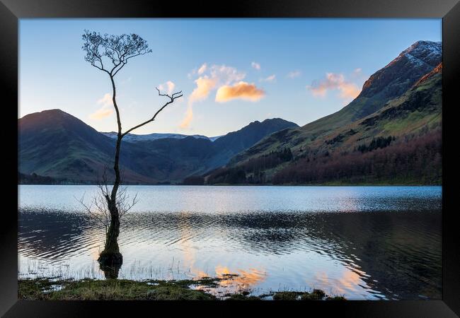 Lone Tree, Buttermere, Cumbria Framed Print by Tim Hill