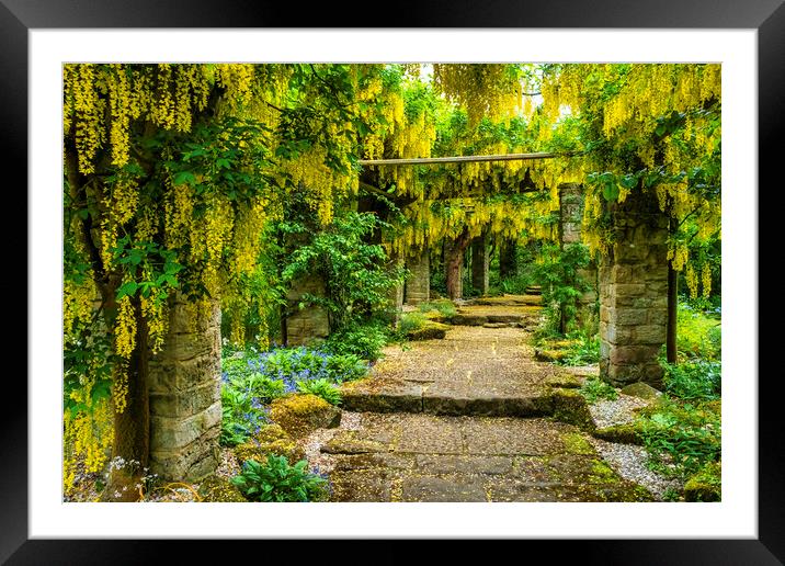 A Golden Canopy Framed Mounted Print by Tim Hill