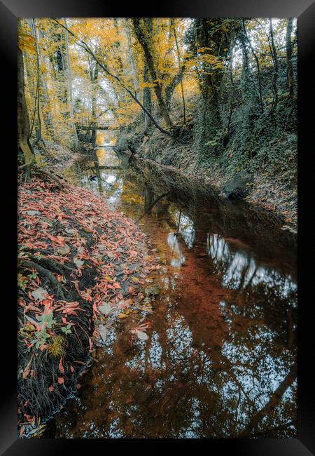 Knaresborough Woodland in Autumn Framed Print by Tim Hill
