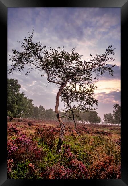 Majestic Sunrise Over the Heather Framed Print by Tim Hill