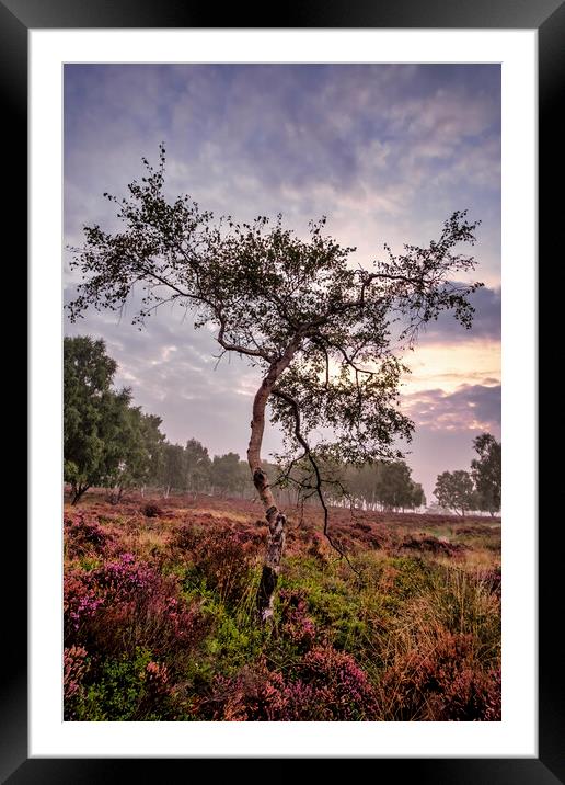 Majestic Sunrise Over the Heather Framed Mounted Print by Tim Hill