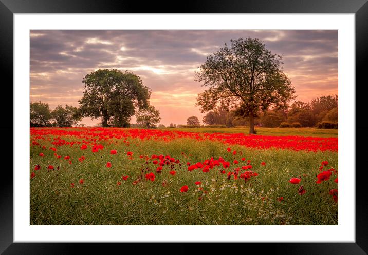 Ackworth Poppy Field, West Yorkshire Framed Mounted Print by Tim Hill