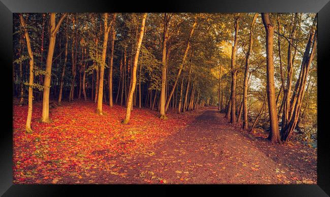 Autumn Woodland Newmillerdam Wakefield Framed Print by Tim Hill