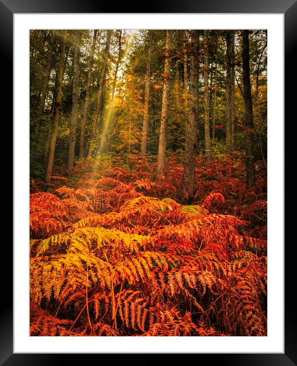 Enchanting Autumn Wonderland Framed Mounted Print by Tim Hill