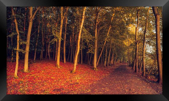 Enchanting Autumn Woodland Wonderland Framed Print by Tim Hill