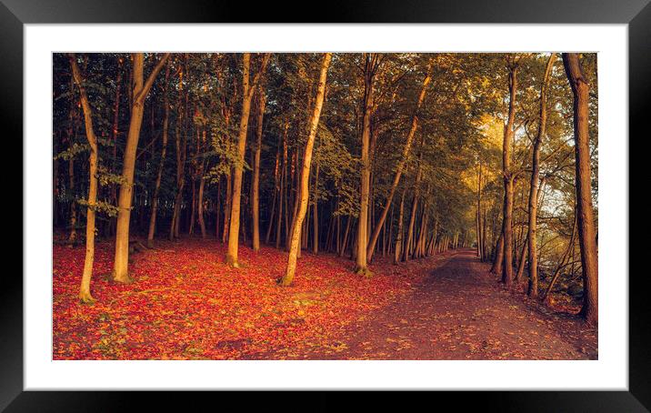 Enchanting Autumn Woodland Wonderland Framed Mounted Print by Tim Hill