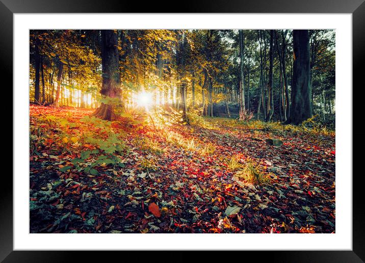 Autumns Radiant Sunrise Framed Mounted Print by Tim Hill