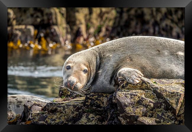 Grey Seal Farne Islands Framed Print by Tim Hill