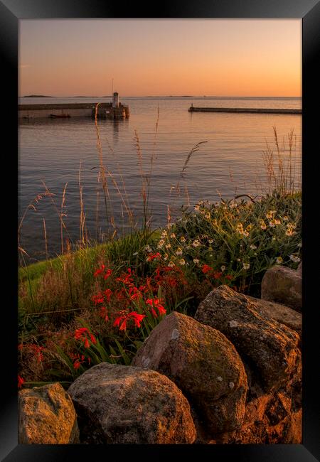  Seahouses looking towards the Farnes Framed Print by Tim Hill