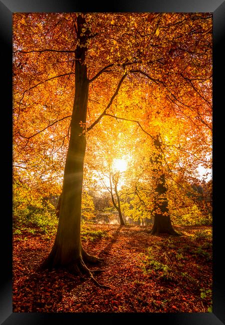 Golden Autumn Sunrise Framed Print by Tim Hill