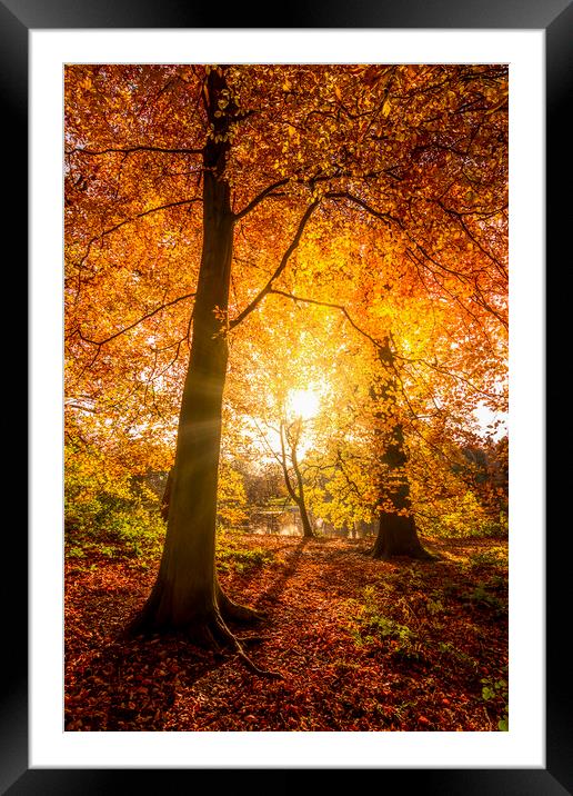 Golden Autumn Sunrise Framed Mounted Print by Tim Hill