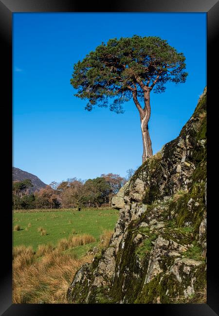 Tree on a rock Lake District Cumbria Framed Print by Tim Hill