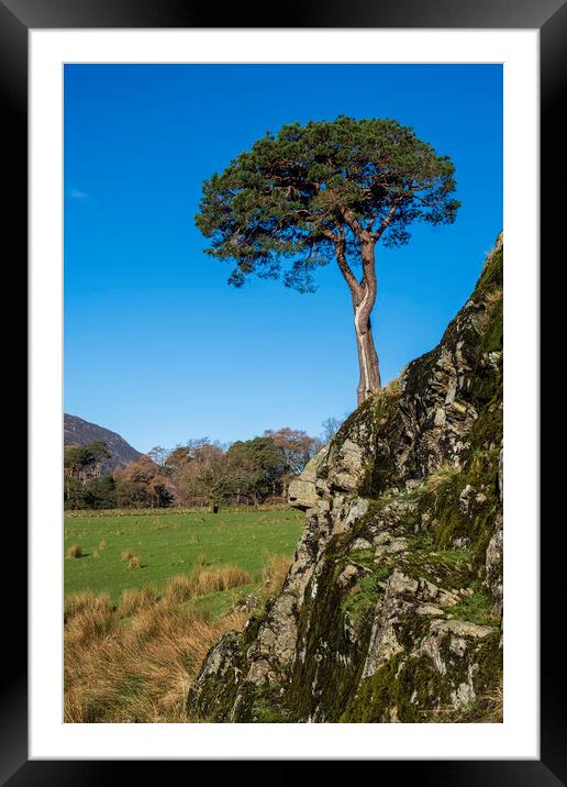 Tree on a rock Lake District Cumbria Framed Mounted Print by Tim Hill
