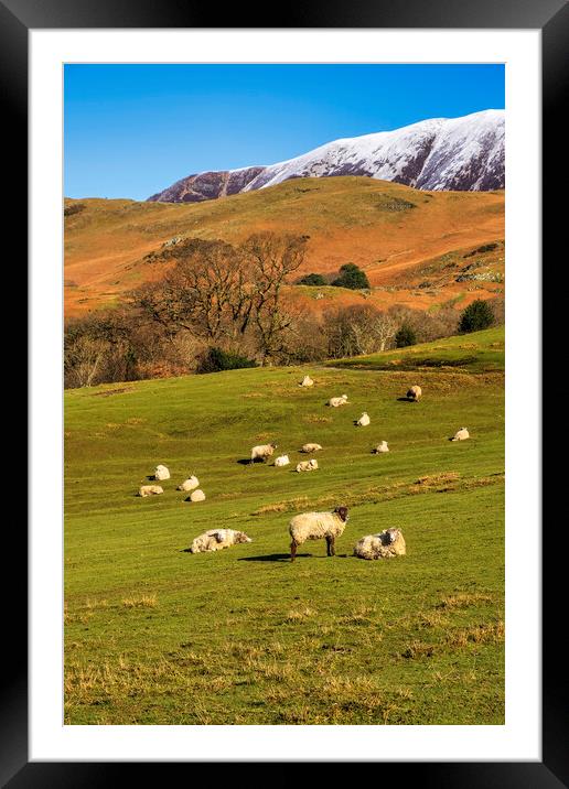 Buttermere Sheep Framed Mounted Print by Tim Hill