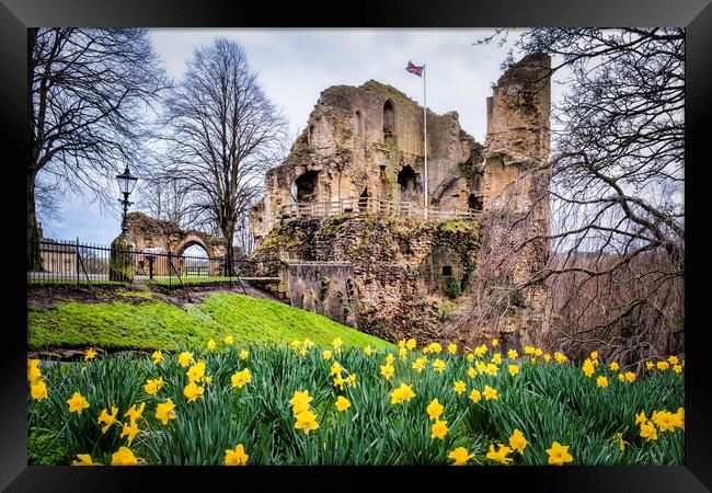 Knaresborough Castle Daffodils Framed Print by Tim Hill