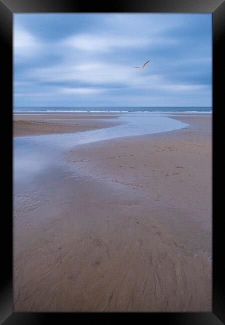 Filey Beach Seagull Framed Print by Tim Hill