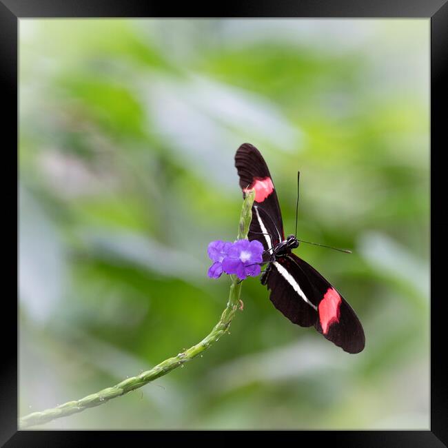 Postman Butterfly on a Purple Flower Framed Print by Tim Hill