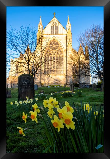 Resurrection Blooms: Daffodils at Ripon Cathedral Framed Print by Tim Hill