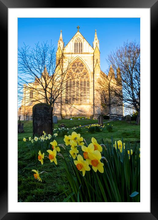 Resurrection Blooms: Daffodils at Ripon Cathedral Framed Mounted Print by Tim Hill