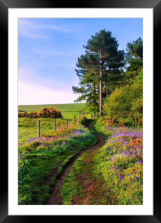 Bluebells around Newton Woods Framed Mounted Print by Tim Hill